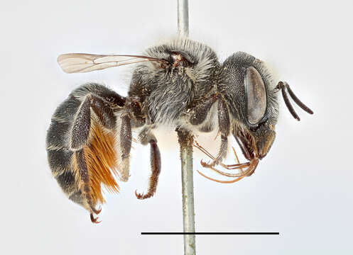 Image of Mason Bees