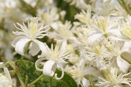 Image of fragrant clematis