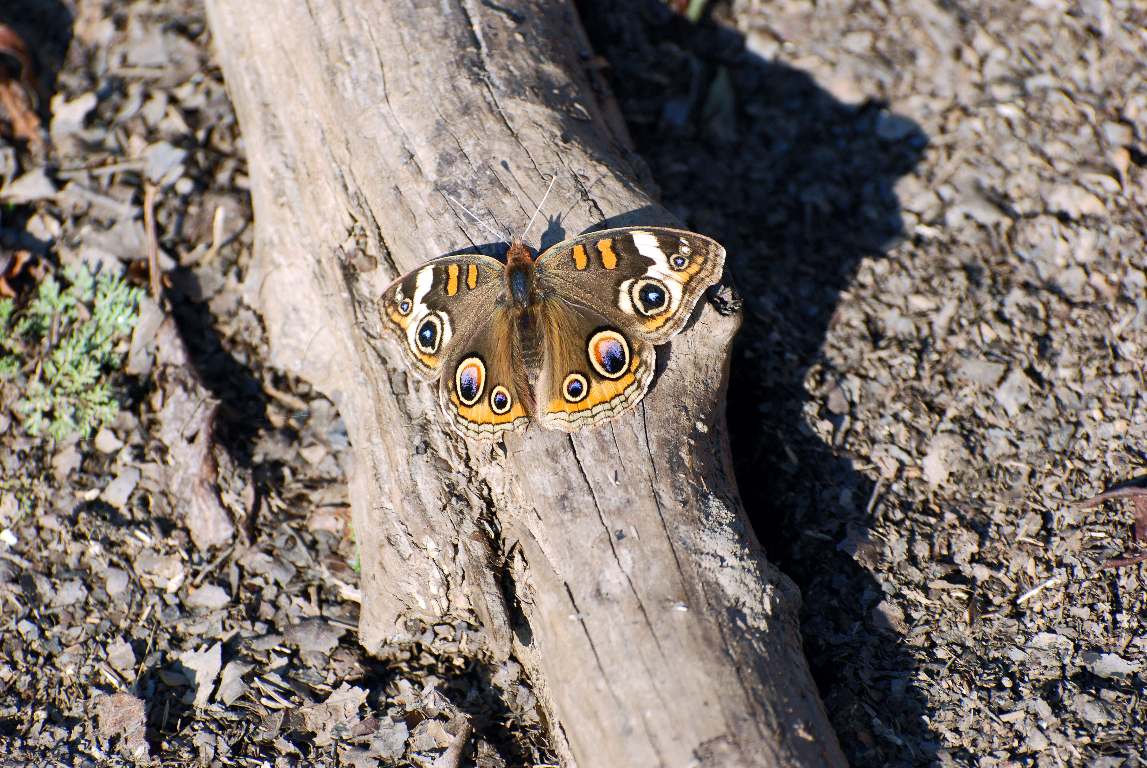 Image of Common buckeye