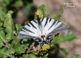Image of Iphiclides