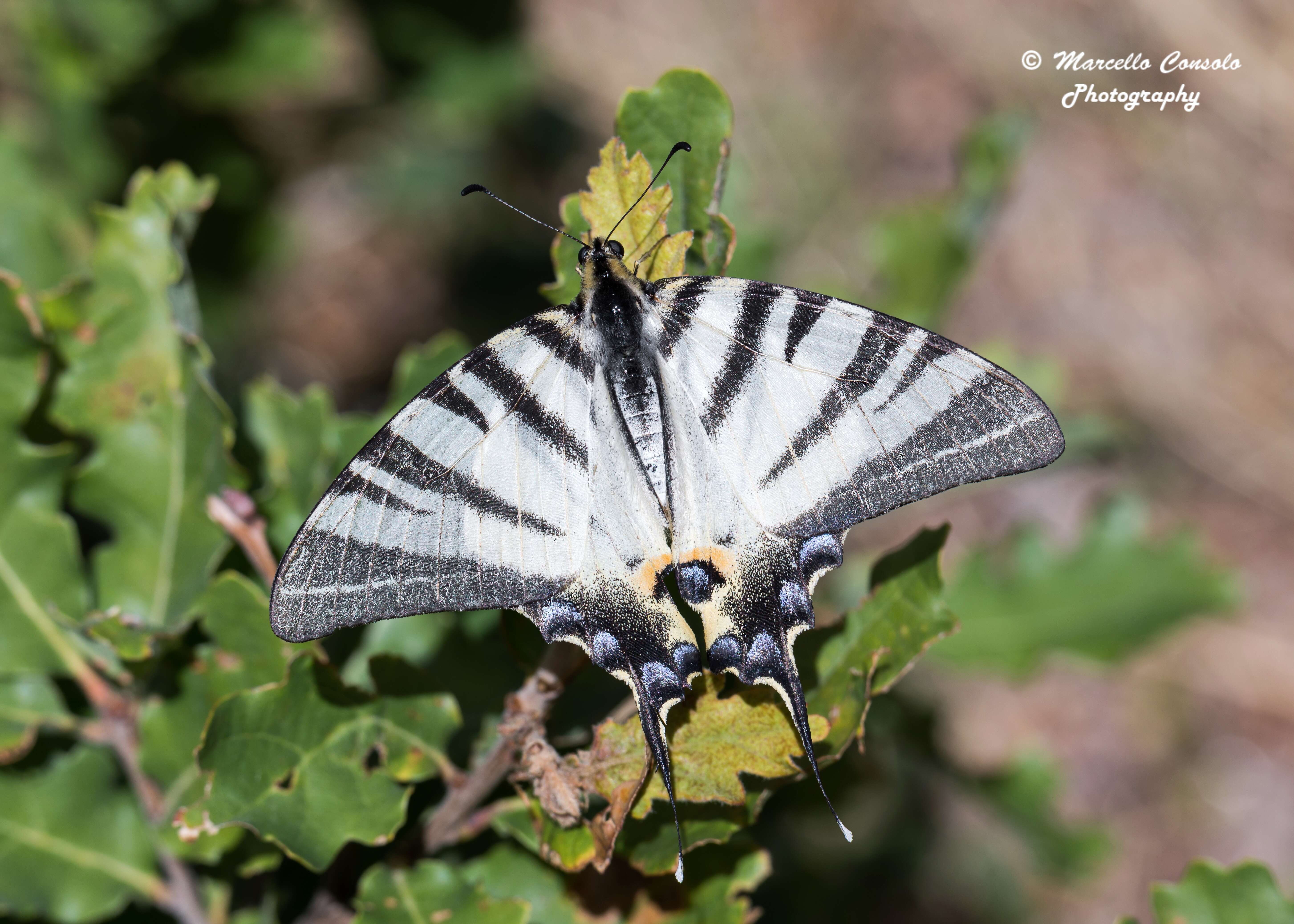 Imagem de Iphiclides