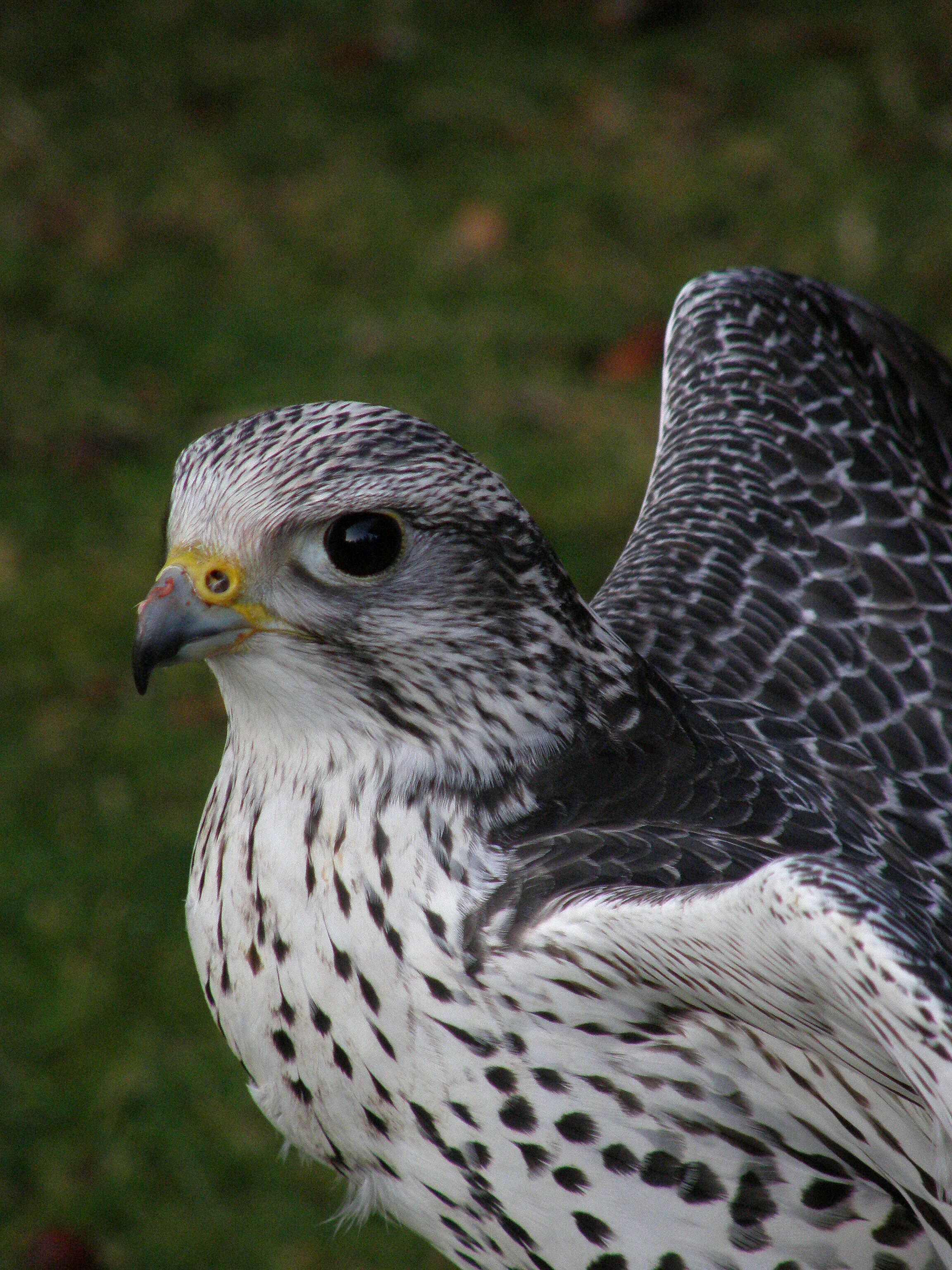 Image of Saker Falcon