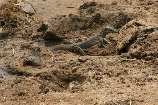 Image of Lace Monitor