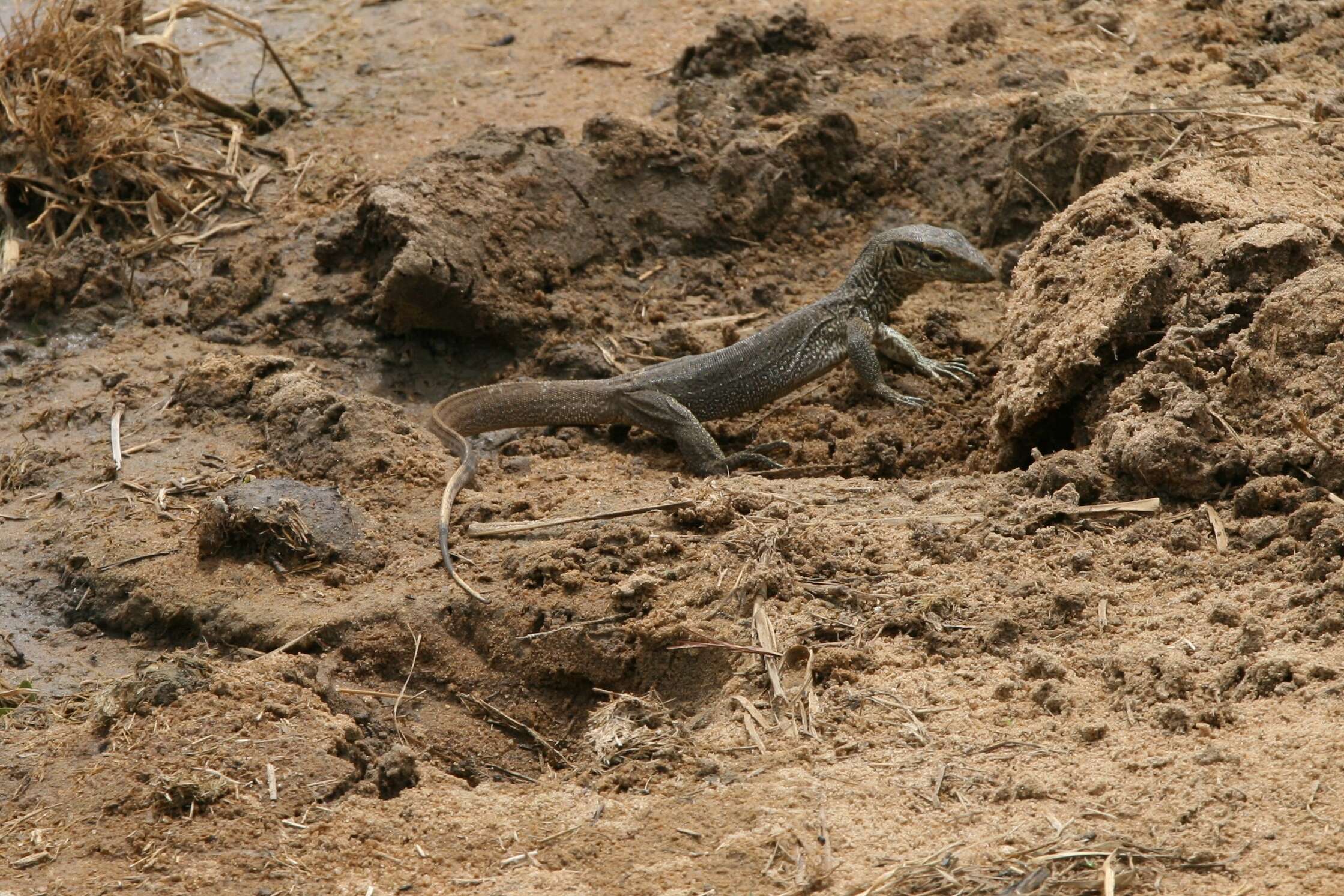 Image of monitor lizards