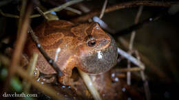 Image of Spring Peeper