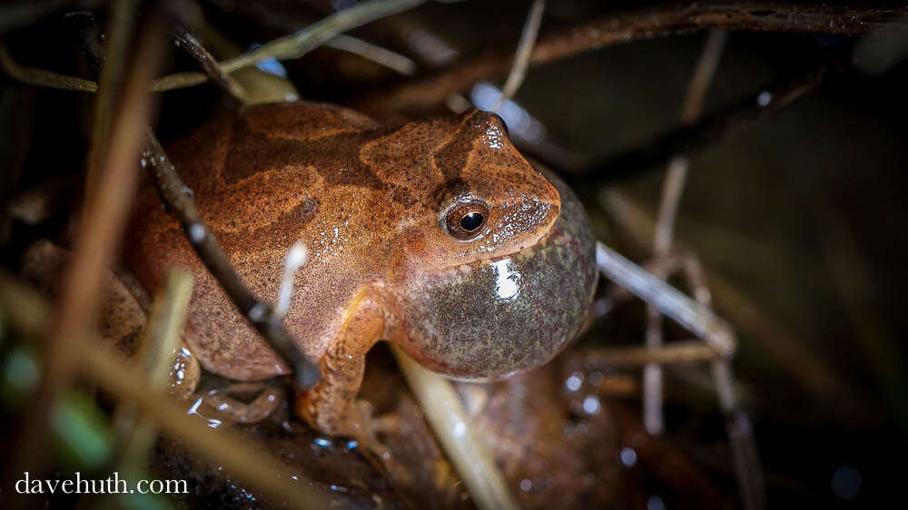 Image of Spring Peeper