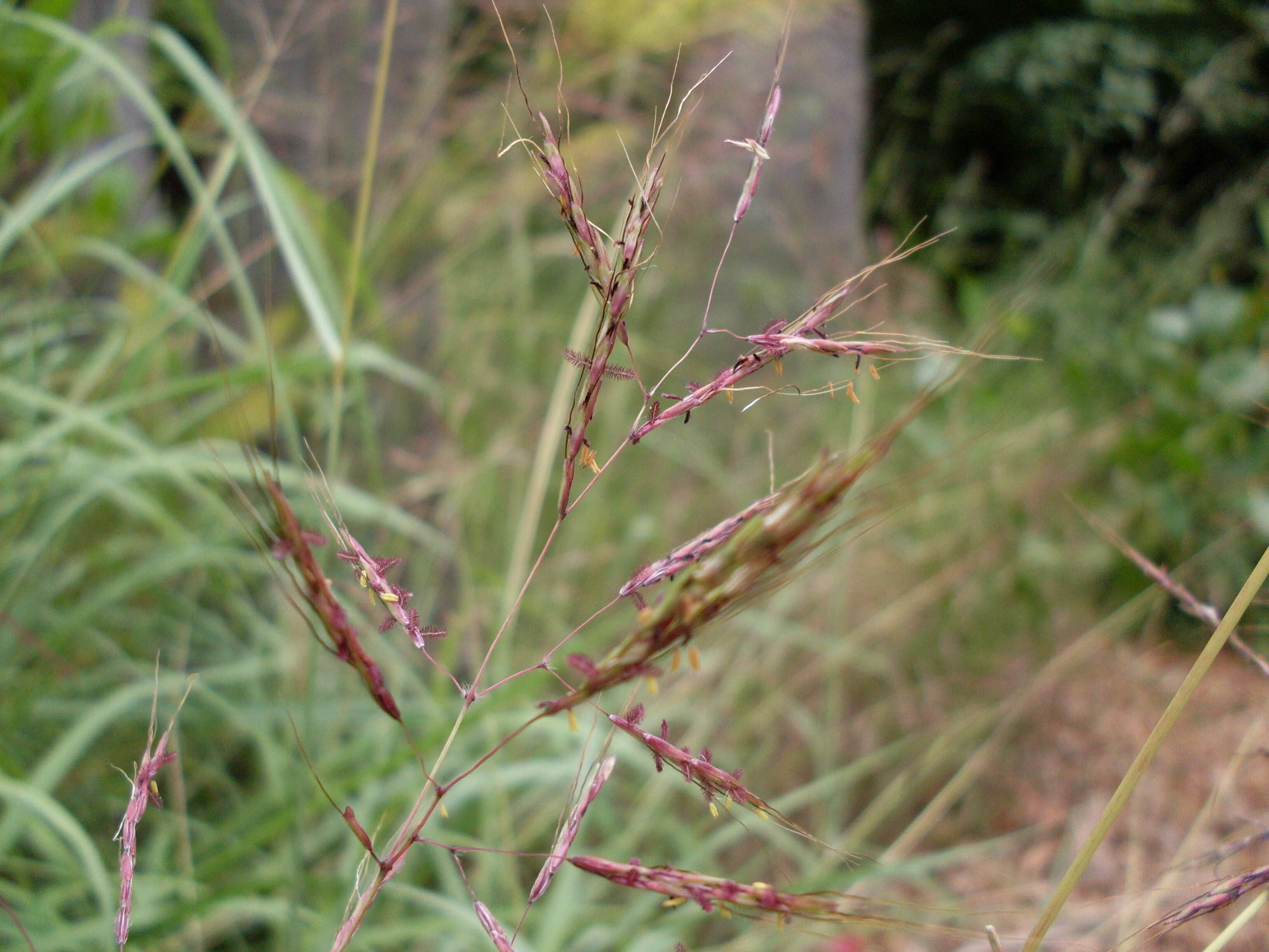 Слика од Capillipedium spicigerum S. T. Blake