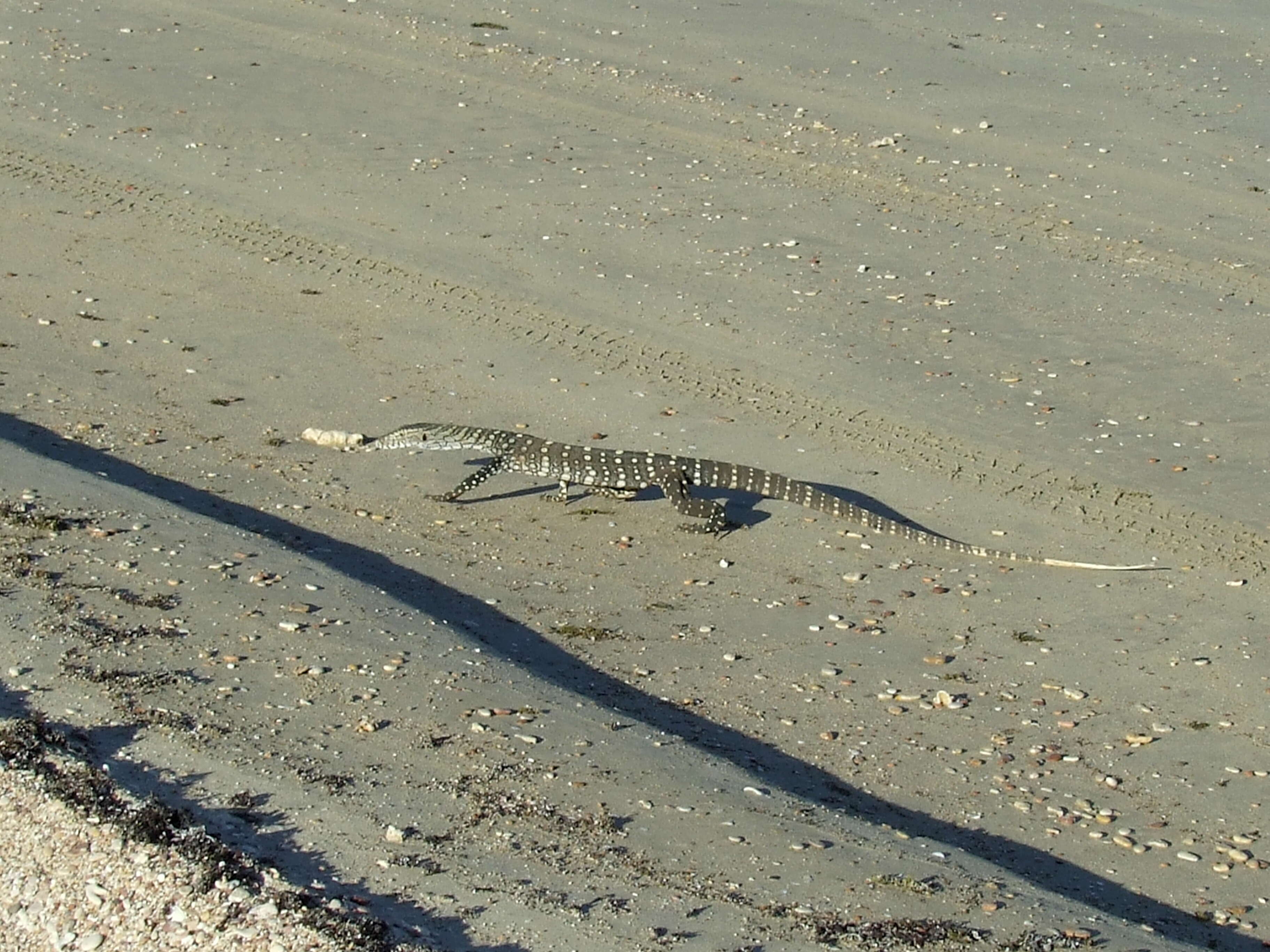 Image of monitor lizards