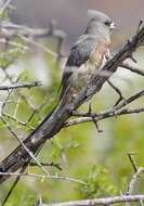 Image of White-backed Mousebird