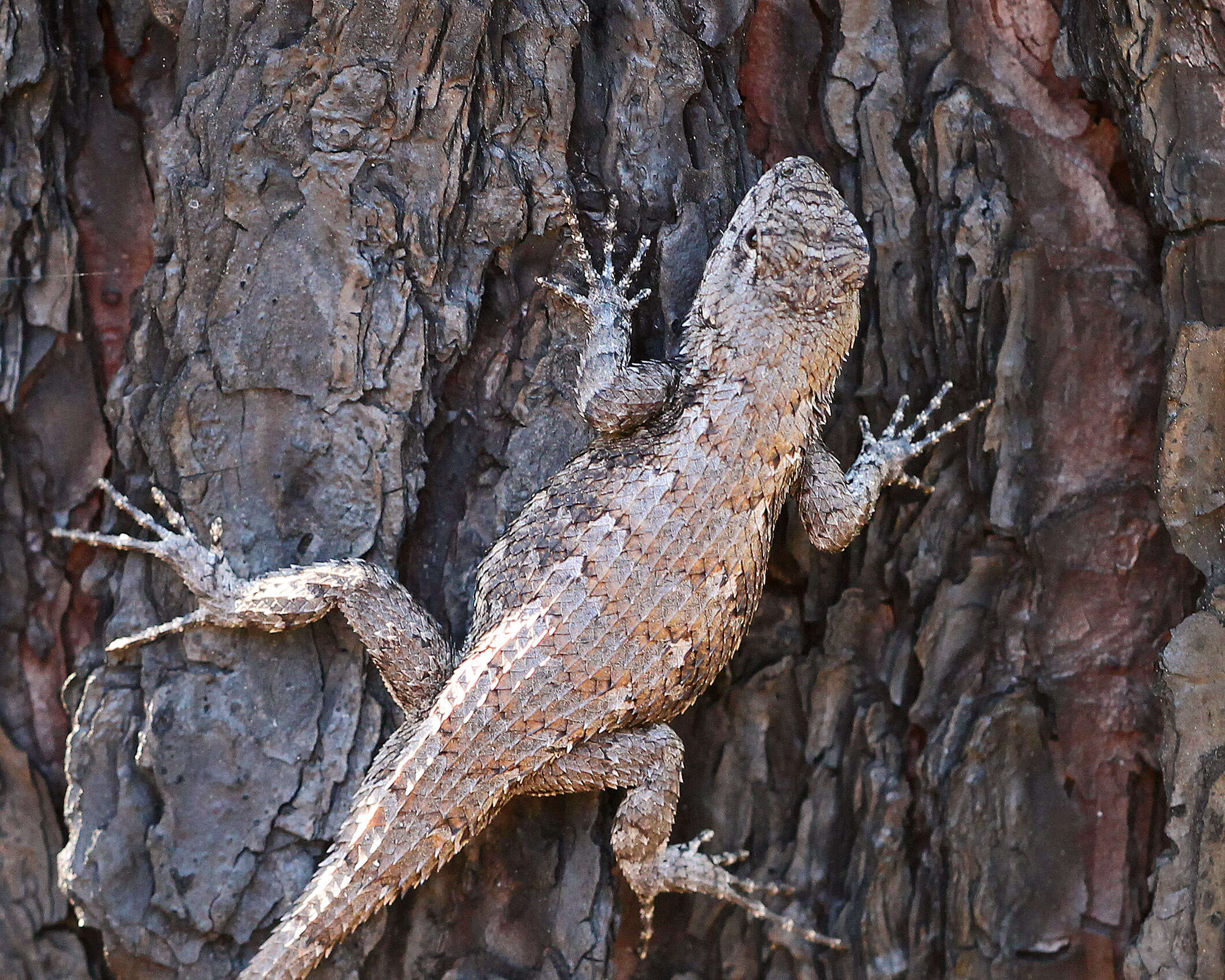 Image of Eastern Fence Lizard