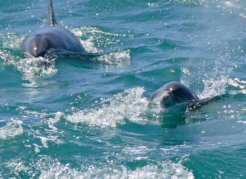 Image of Indian Ocean Bottlenose Dolphin