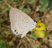 Image de Catochrysops