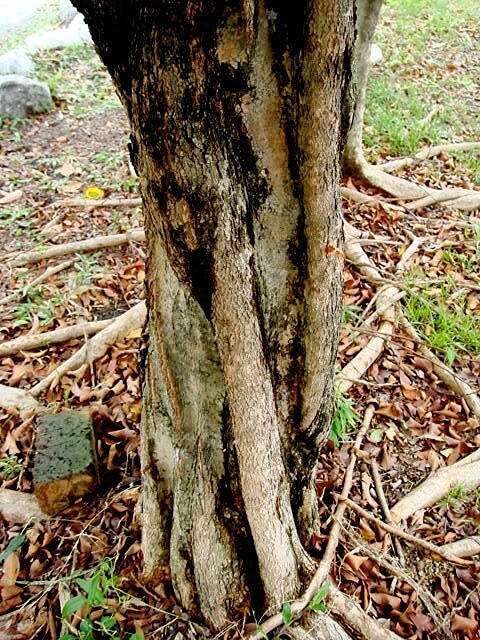 Image of Syzygium myrtifolium Walp.