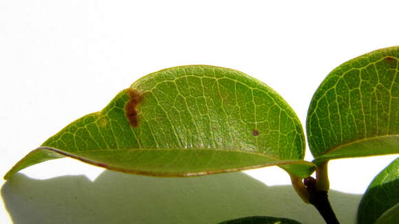 Sivun Myrcia neopolyantha Sobral & Mazine kuva