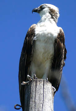 Image of Pandion haliaetus ridgwayi Maynard 1887