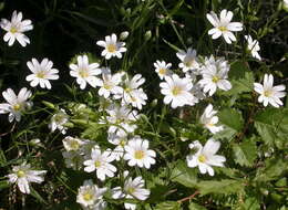 صورة Stellaria holostea L.