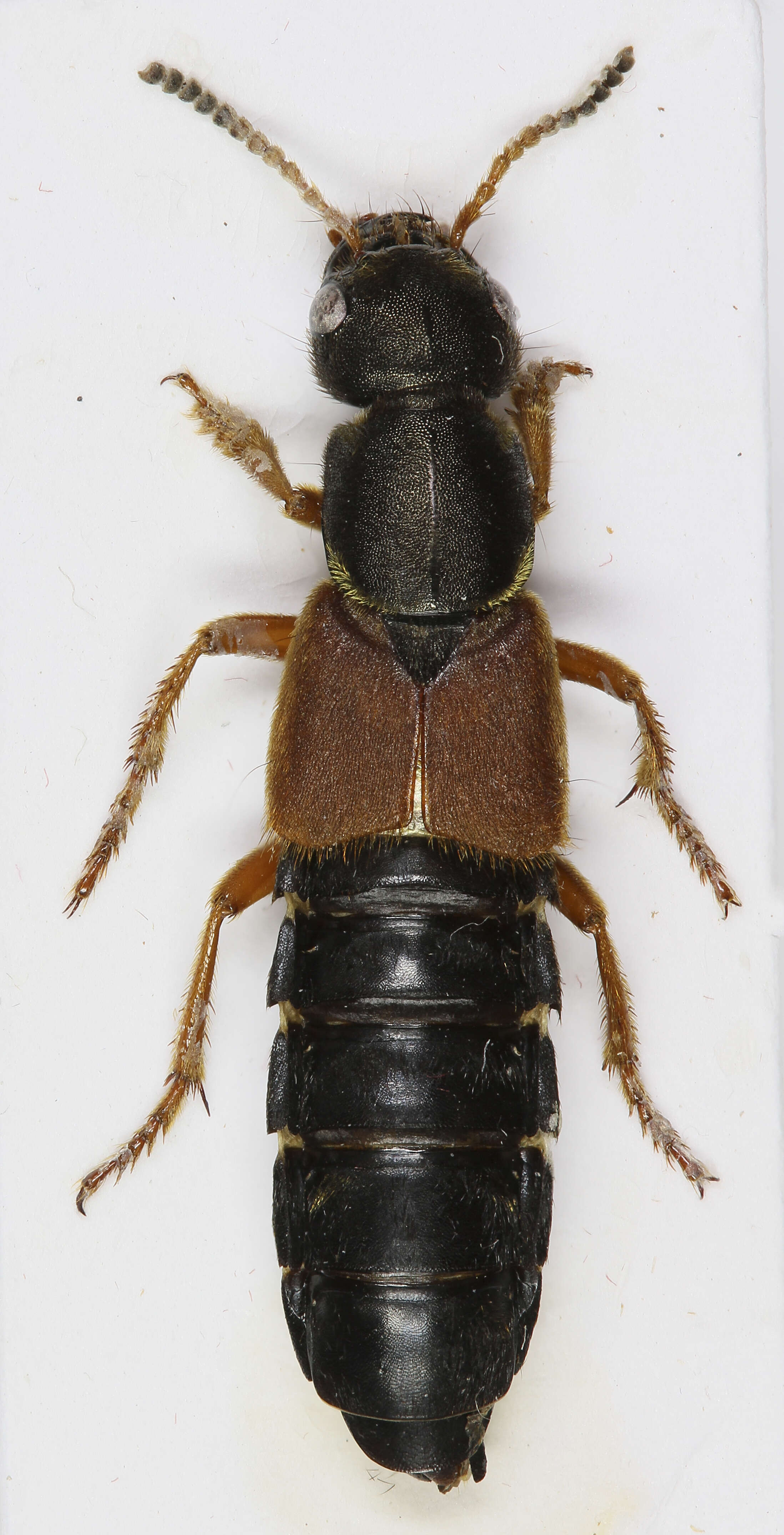 Image of Staphylinus