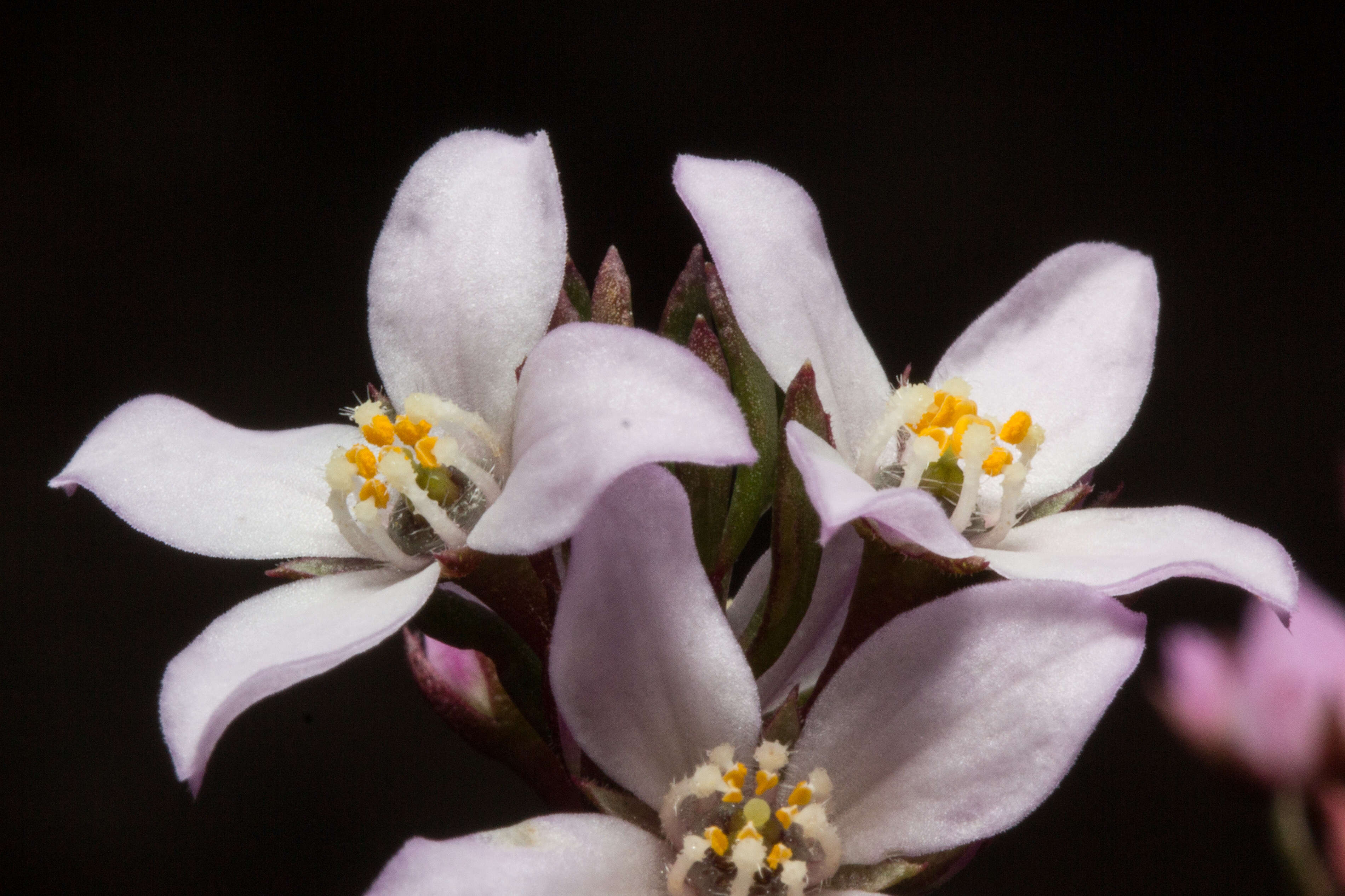 Image of Boronia pilosa Labill.