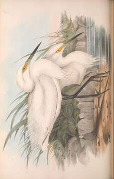 Image of Egretta garzetta nigripes (Temminck 1840)