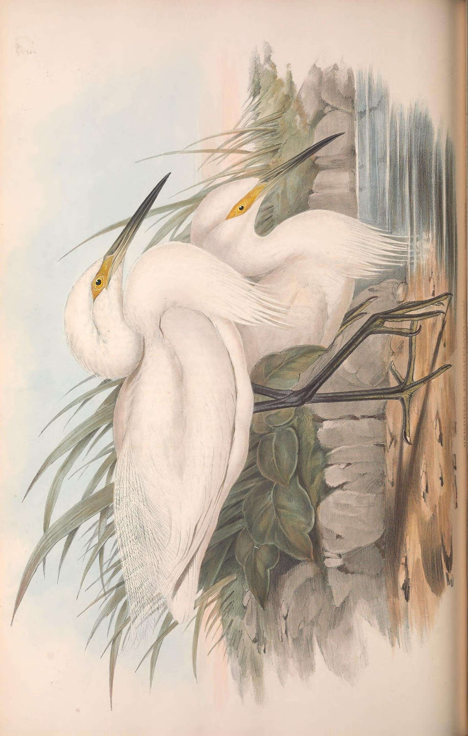 Слика од Egretta garzetta nigripes (Temminck 1840)
