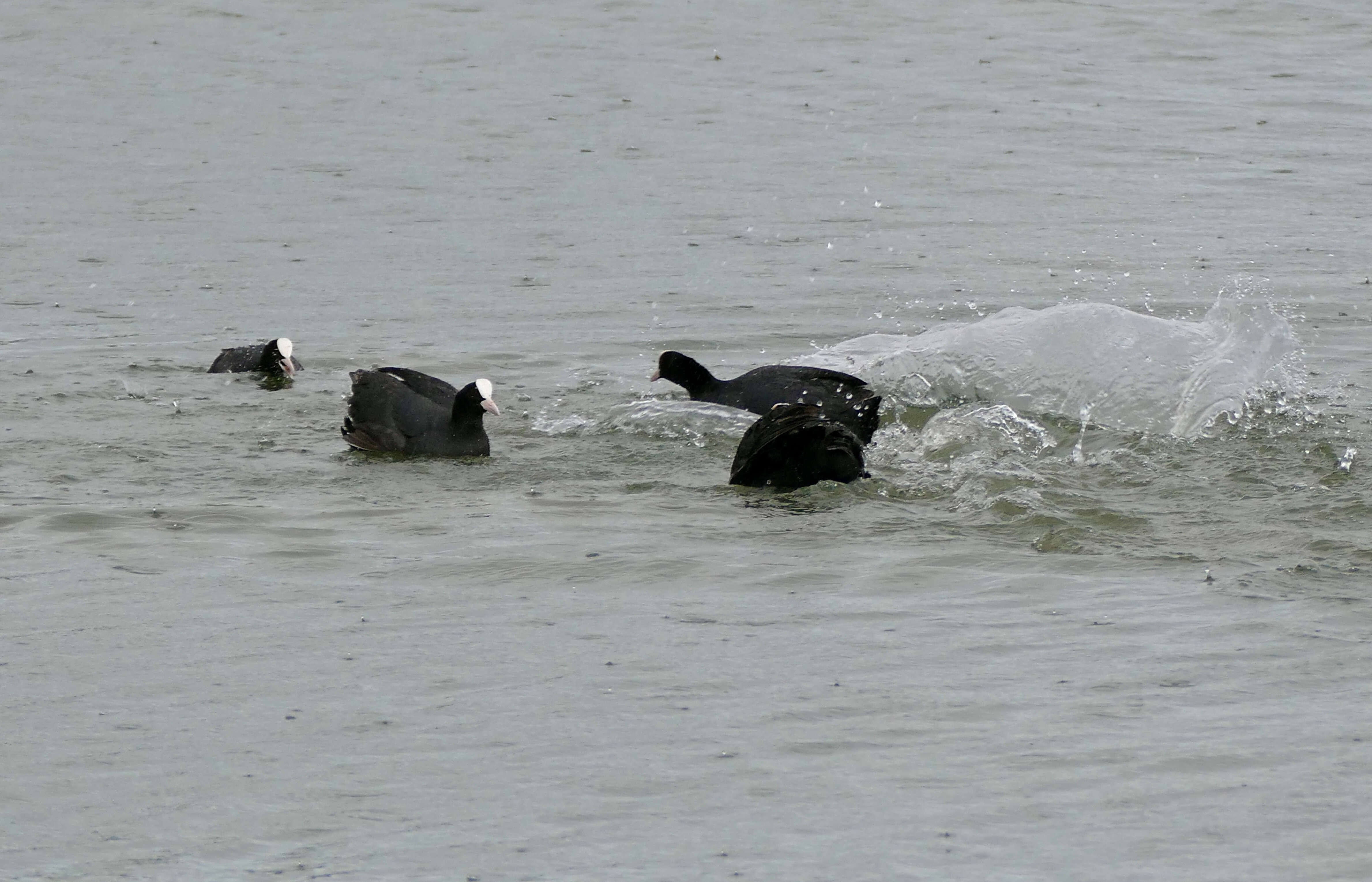 Image of Common Coot