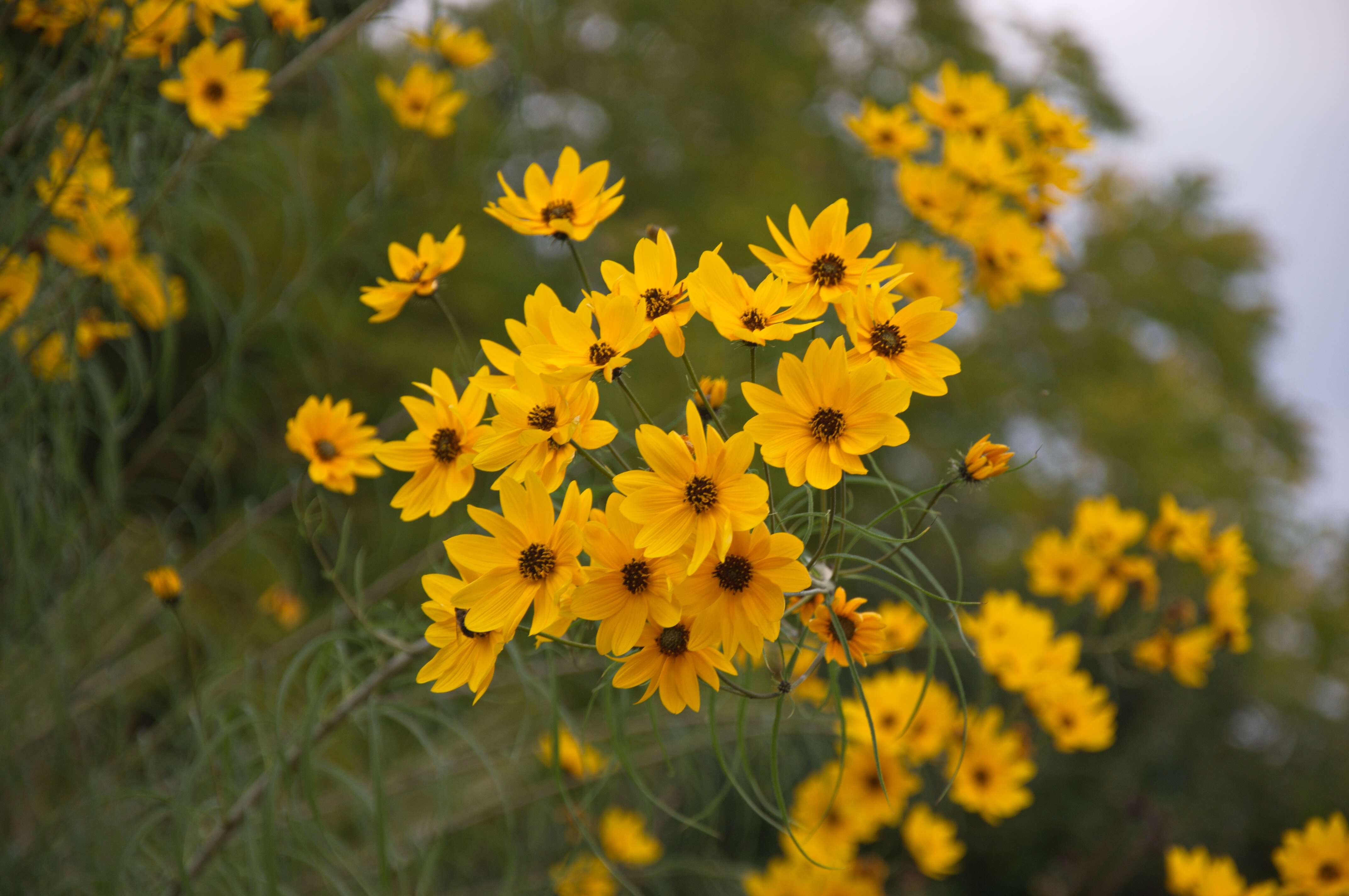 Image of willowleaf sunflower