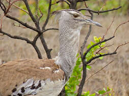 Image of Great Indian bustard