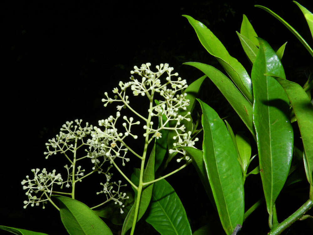 Image of Ocotea multiflora H. van der Werff