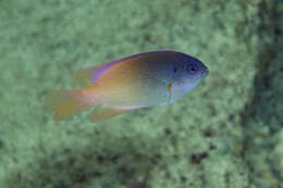 Image of Yellowback damselfish