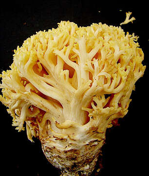 Image of Ramaria flavigelatinosa Marr & D. E. Stuntz 1974