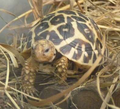 Image of Typical Tortoises