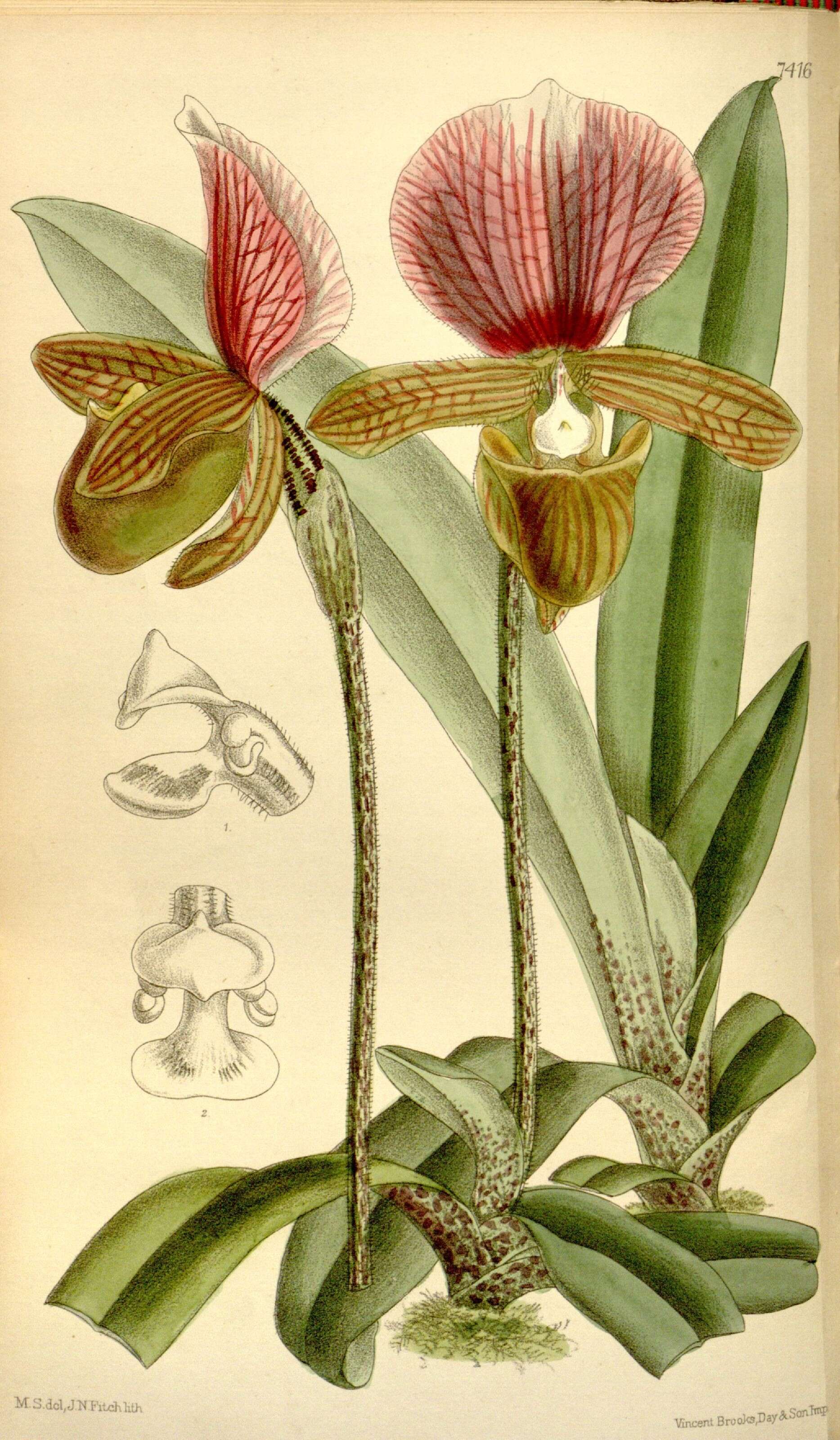 Image de Paphiopedilum