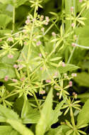 Image of Goosegrass