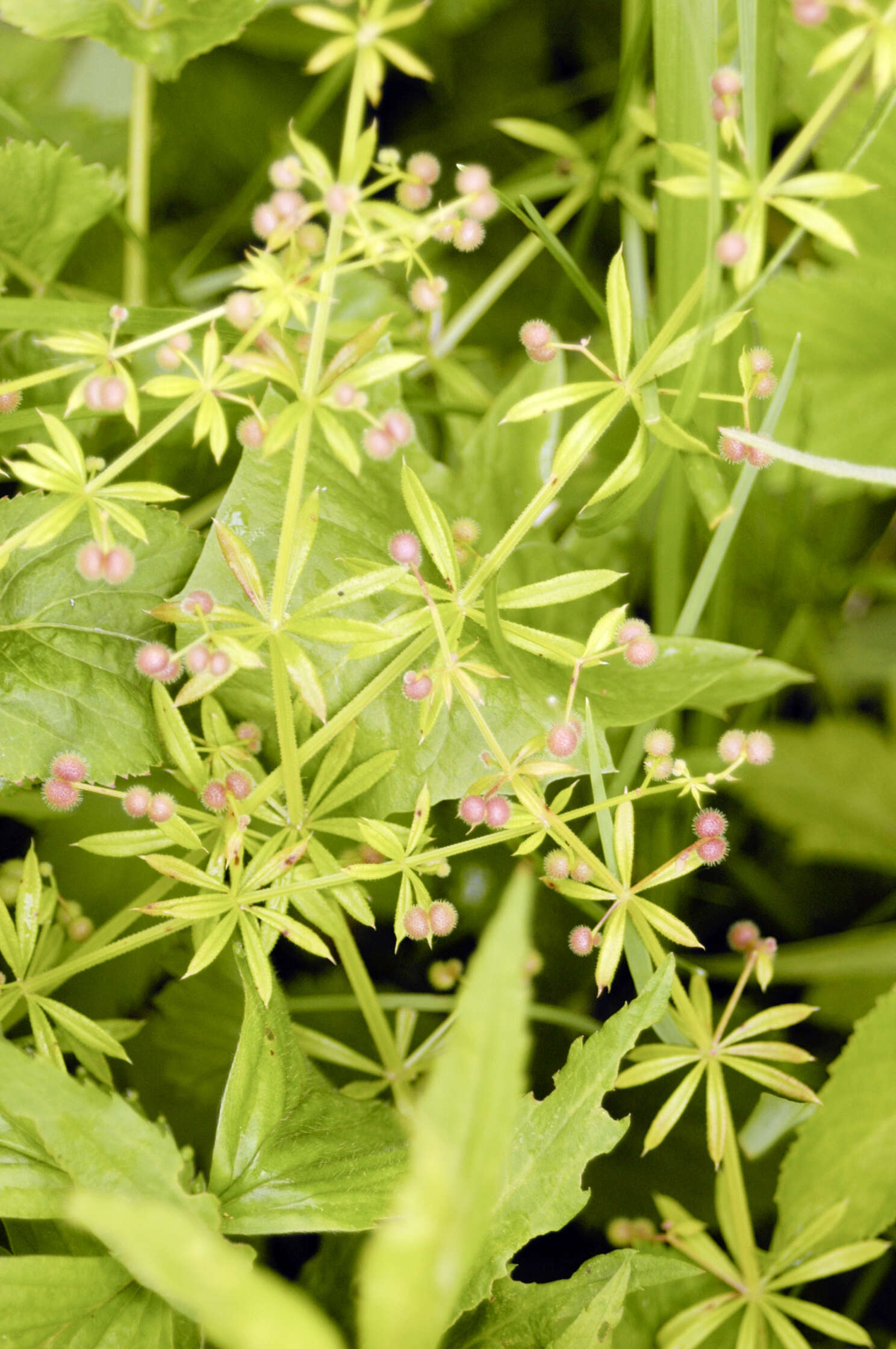 Image of bedstraw