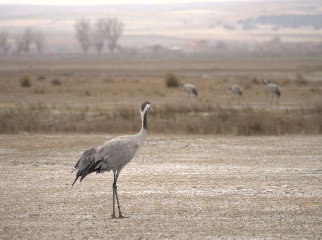 Image of Common Crane