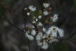 Imagem de Eucalyptus cunninghamii Sweet