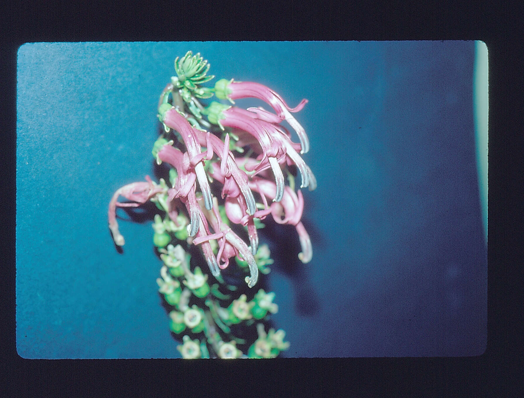 Image of false lobelia