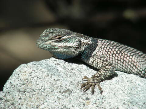 Image of Duges' Spiny Lizard