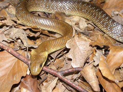 Image of Dahls Wipe Snake