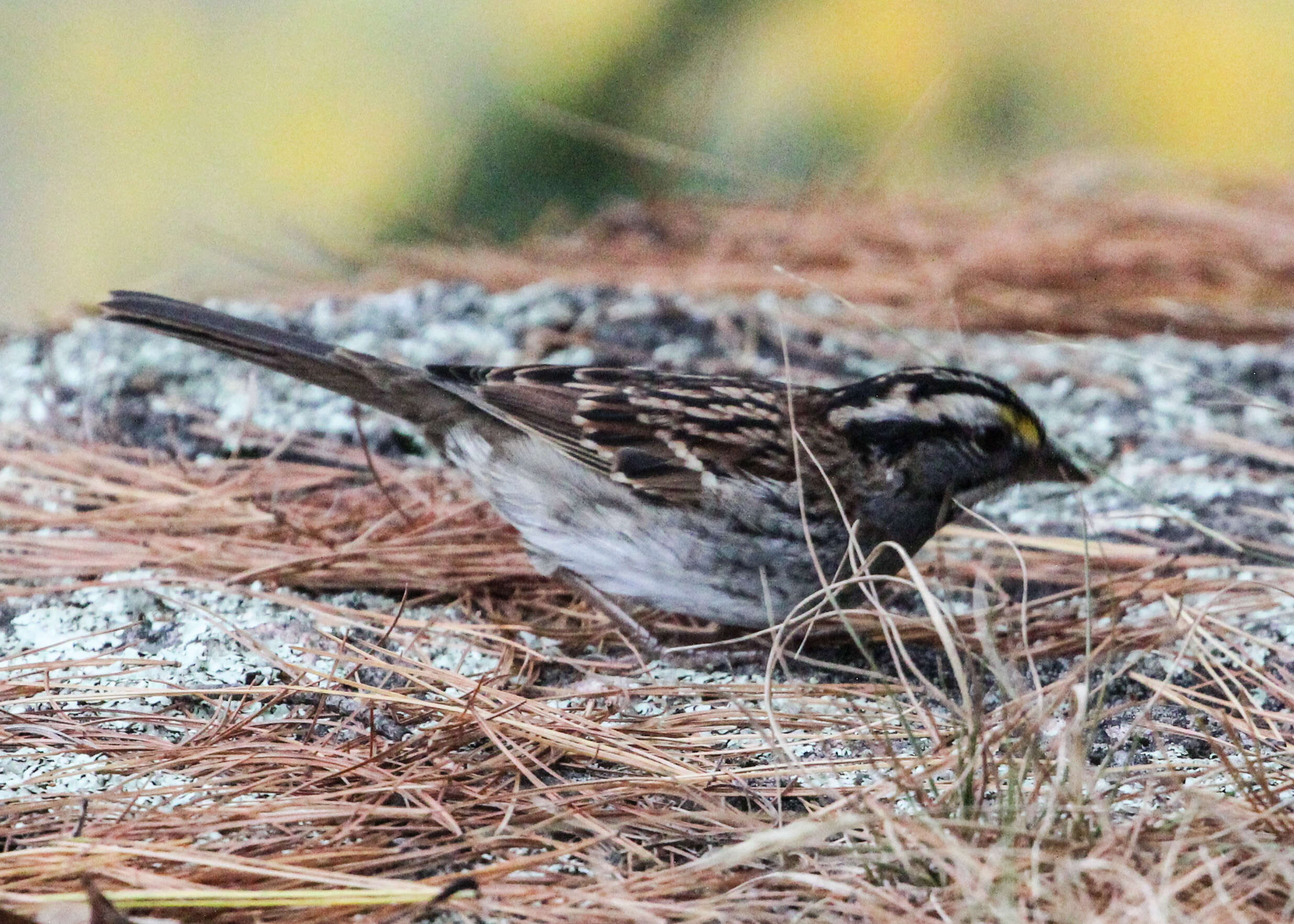 Image of White-throated Sparrow