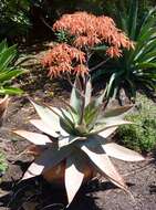 Image of Aloe