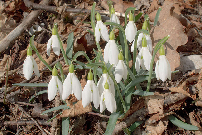 Image of Snowdrop