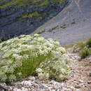 Coristospermum lucidum subsp. lucidum resmi