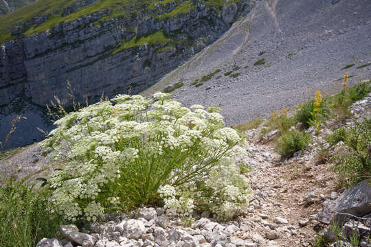 Imagem de Coristospermum lucidum (Mill.) Reduron, Charpin & Pimenov