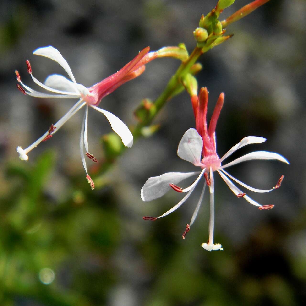 Imagem de Oenothera simulans (Small) W. L. Wagner & Hoch