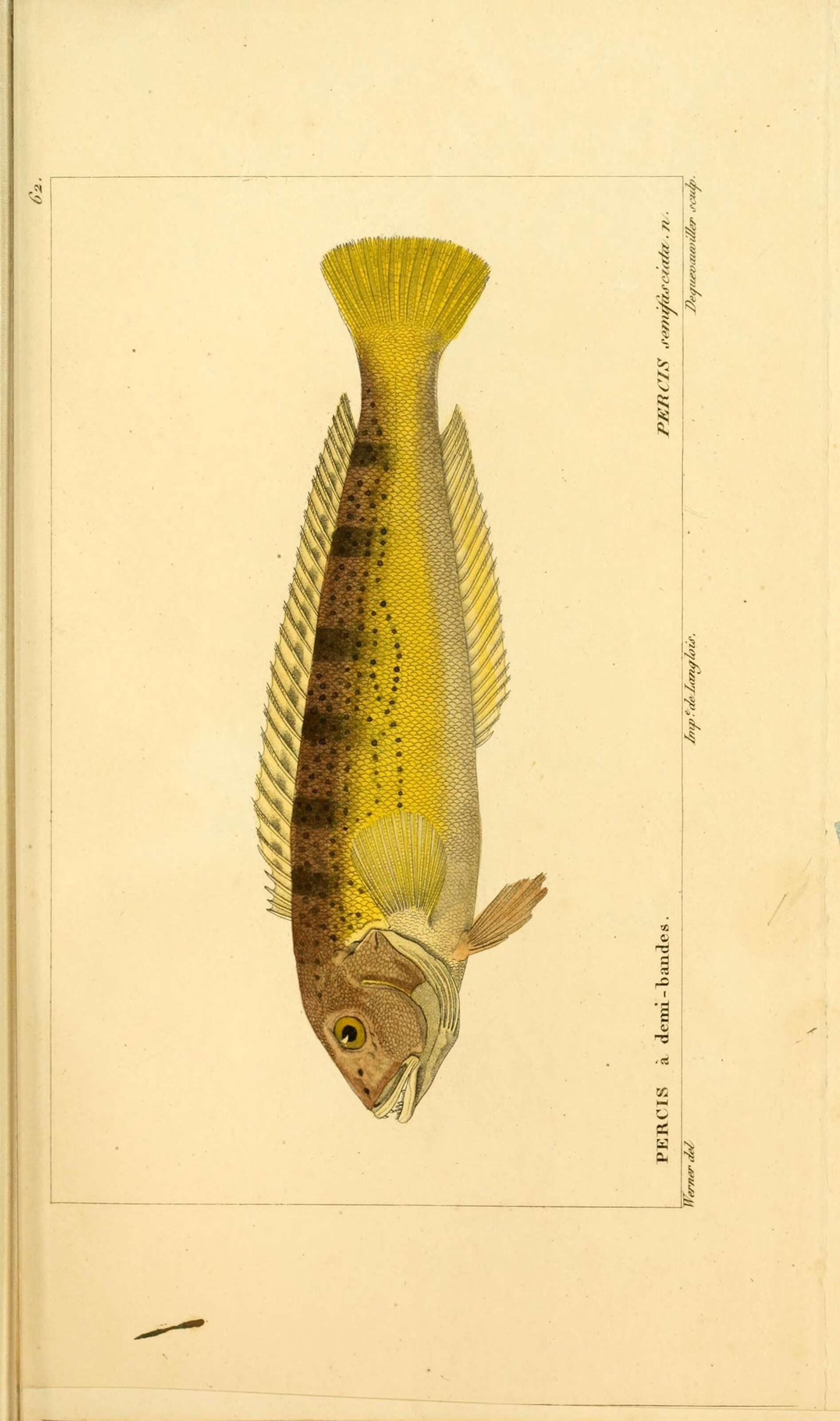 Image of Pseudopercis