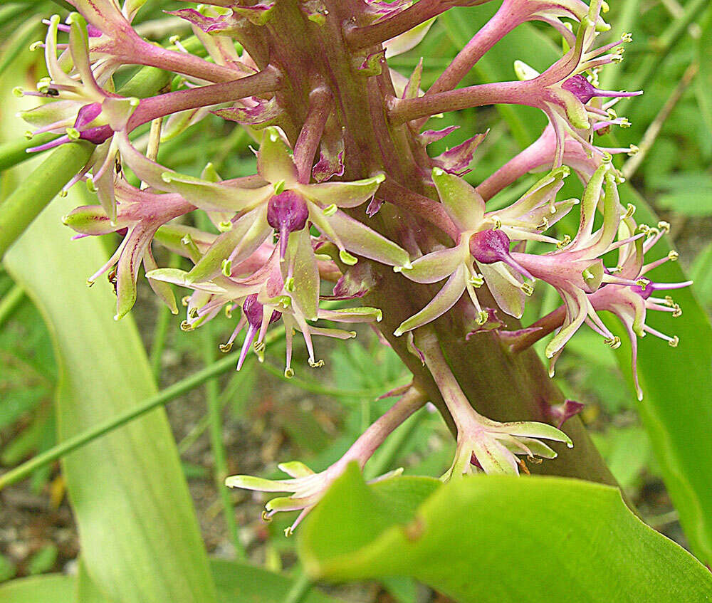 Imagem de Eucomis comosa (Houtt.) Wehrh.