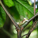 Image of Silvianthus bracteatus Hook. fil.