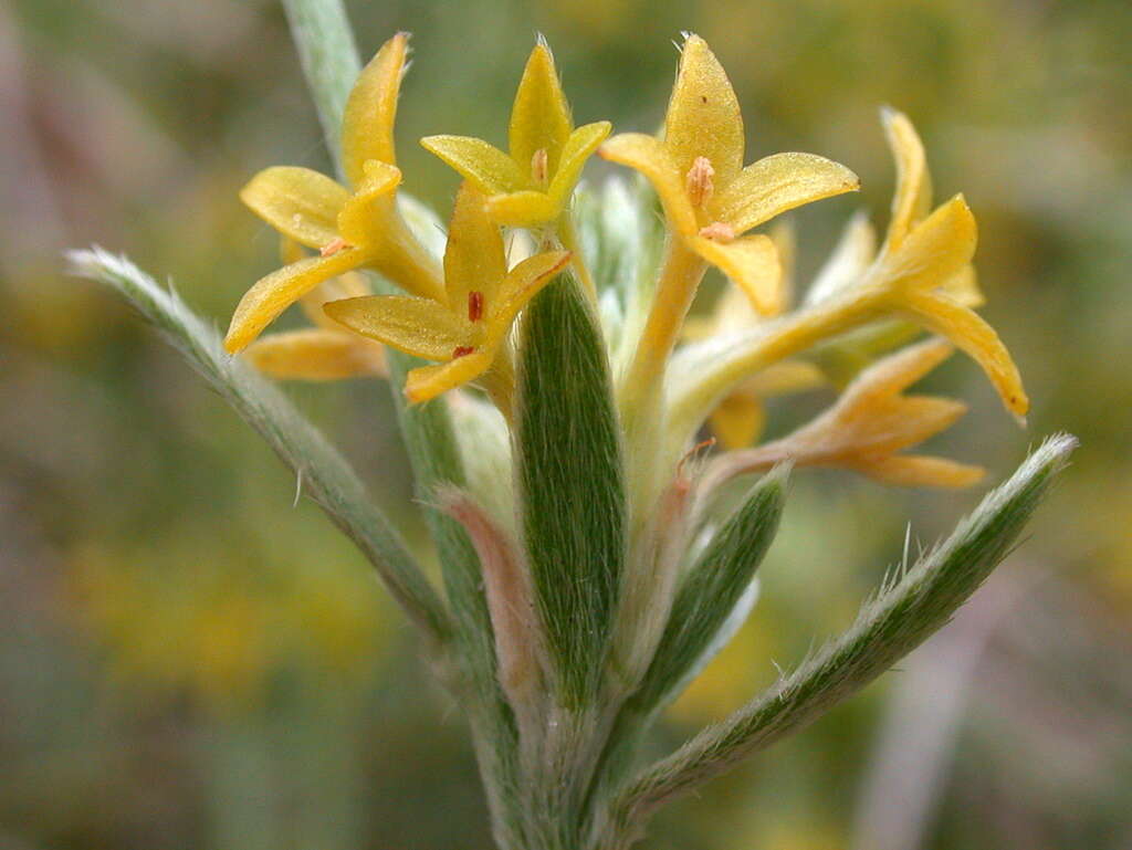 Image of Pimelea curviflora R. Br.