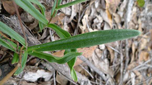 صورة Podolepis neglecta G. L. Davis